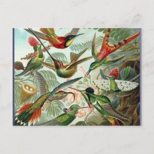 Vibrant Vintage hummingbirds art exotic tropical Postcard