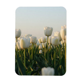 Vibrant white and Red Tulips Garden Photo Magne Magnet