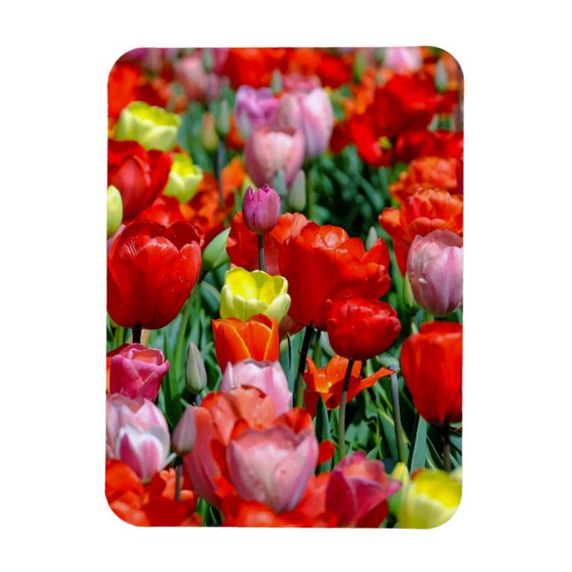 Vibrant Yellow and Red Tulips Garden Photo Magnet (Vertical)