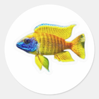 Vibrant Yellow Peacock Cichlid Fish Sticker, Afric Classic Round Sticker