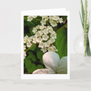 Viburnum along Sterling Pond Trail Thank You Card