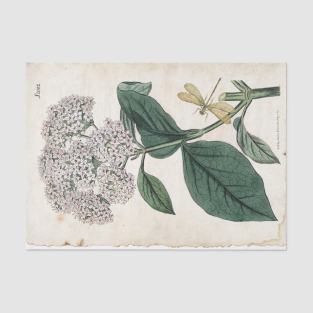 Viburnum Botanical Gold Dragonfly White Flower  Tissue Paper (Front)