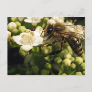 Viburnum Postcard