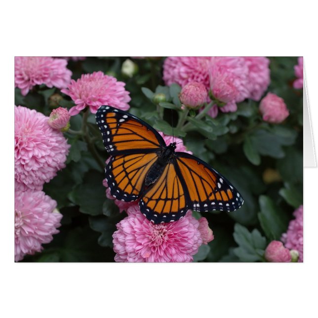 viceroy butterfly (Front Horizontal)