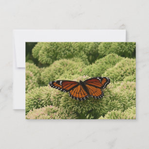 Viceroy Butterfly Beautiful Nature Photography