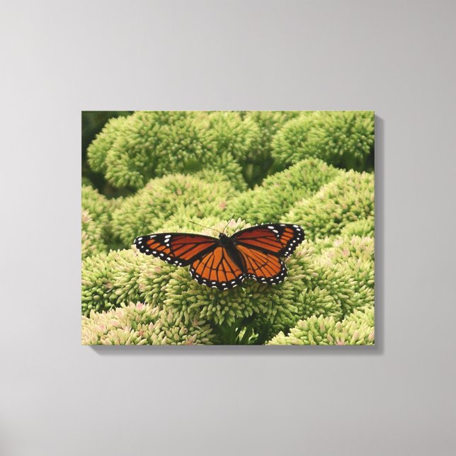 Viceroy Butterfly Beautiful Nature Photography Canvas Print (Front)