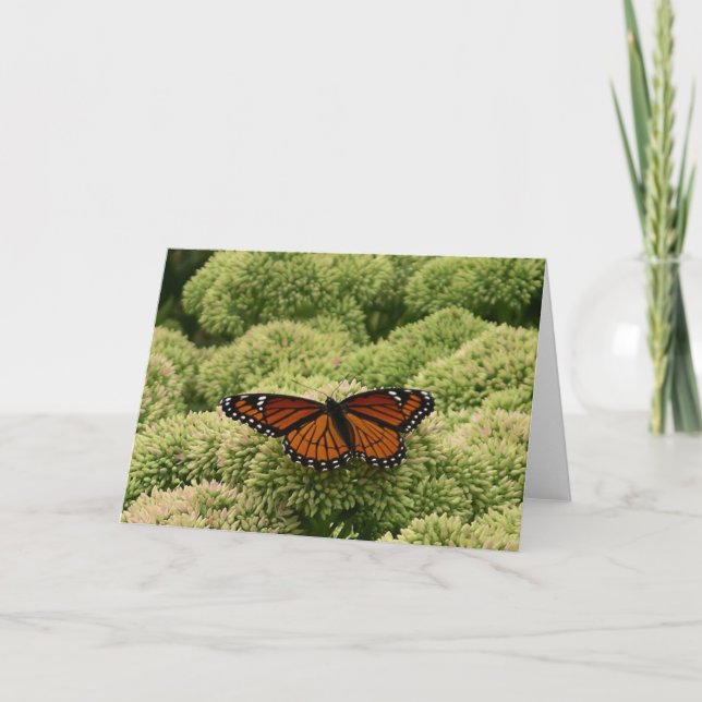 Viceroy Butterfly Beautiful Nature Photography Card (Front)