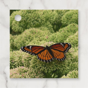 Viceroy Butterfly Beautiful Nature Photography Favour Tags