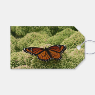 Viceroy Butterfly Beautiful Nature Photography Gift Tags