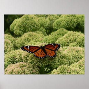 Viceroy Butterfly Beautiful Nature Photography Poster