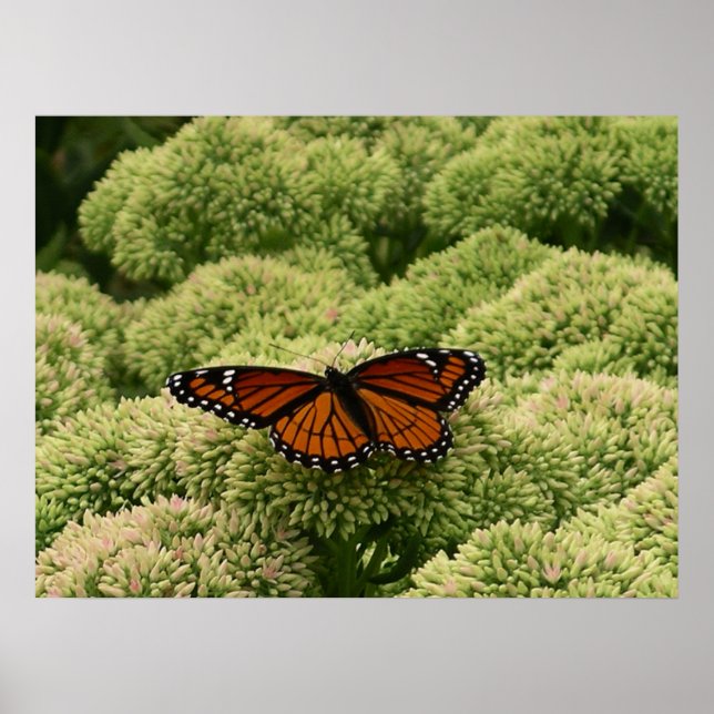 Viceroy Butterfly Beautiful Nature Photography Poster (Front)