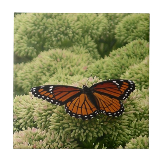 Viceroy Butterfly Beautiful Nature Photography Tile (Front)