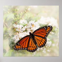 Viceroy on White Flowers