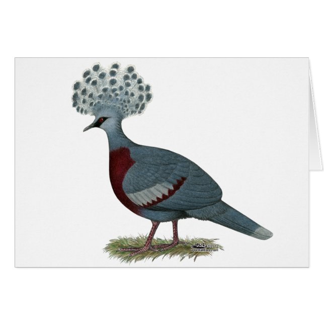 Victoria Crowned Pigeon (Front Horizontal)