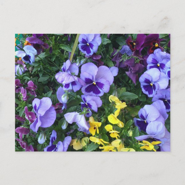 Victoria Flowers Postcard (Front)