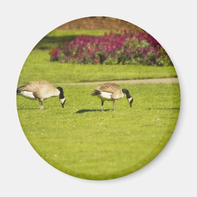 Victoria Geese 3 Magnet (Front)
