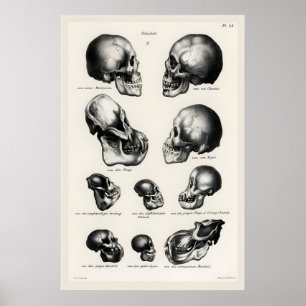 Victorian Anatomical Skull Art Print Human & Ape
