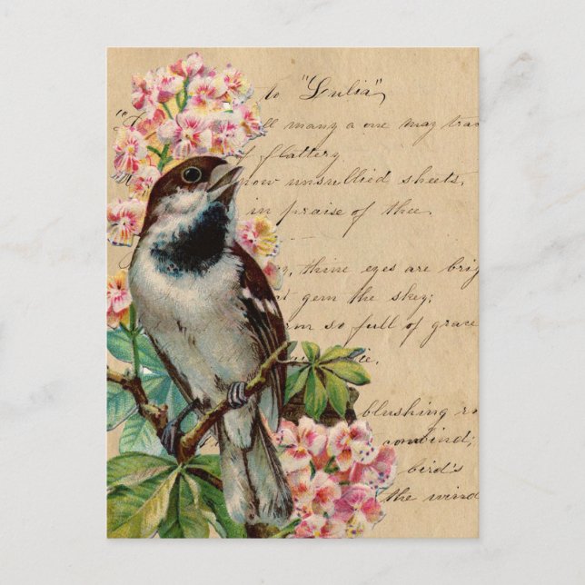 Victorian Bird Illustration 2 Postcard (Front)