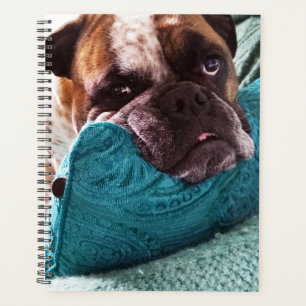 Victorian Bulldog Photo 8x11 Notebook Planner