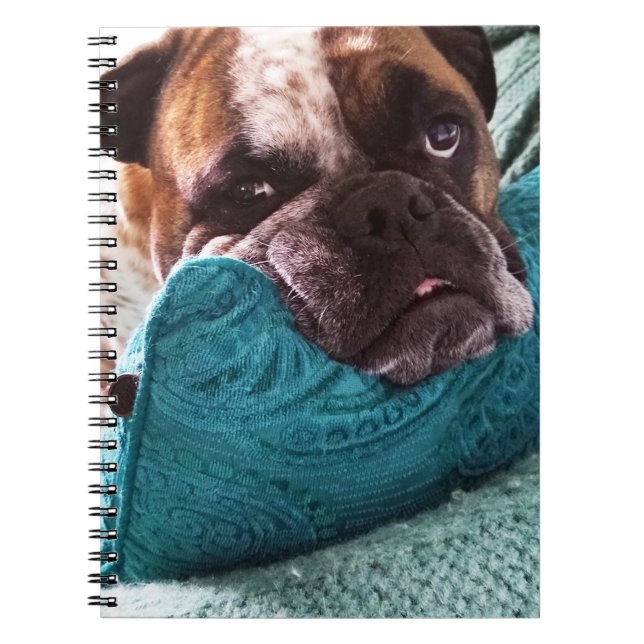 Victorian Bulldog Photo 9x6 Notebook (Front)