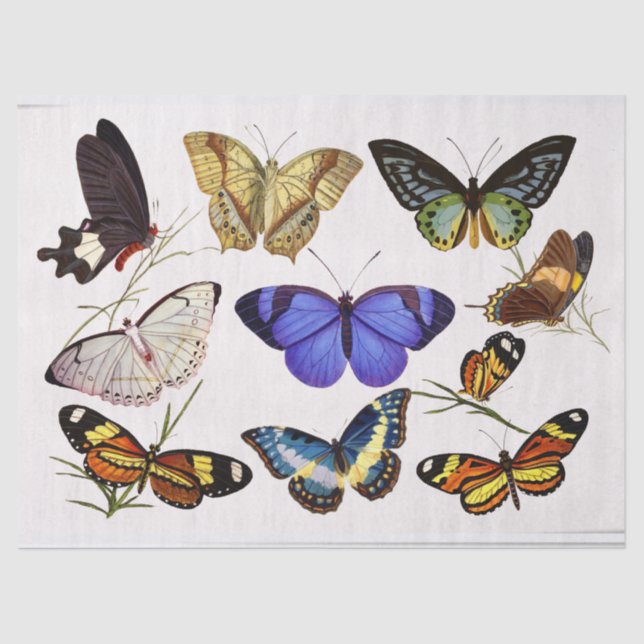 Victorian Butterlies Tissue Paper (Front)