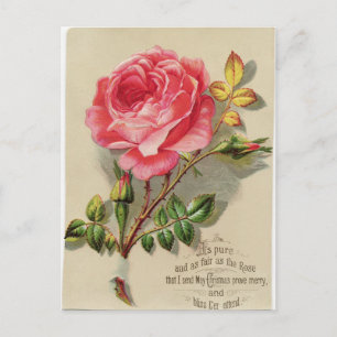 Victorian Christmas Rose Postcard