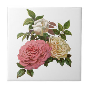 Victorian Cream and Pink Roses Tile