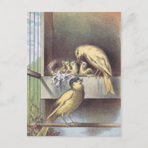 Victorian Crested Canaries with Baby Birds Postcard