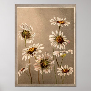 Victorian Daisies Poster