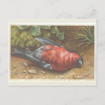 Victorian Dead Bird Christmas Card