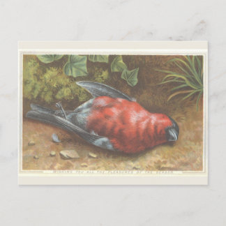 Victorian Dead Bird Christmas Card