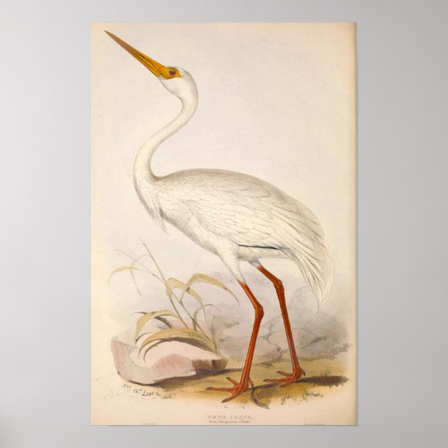 Victorian Era White Crane Poster (Front)
