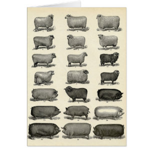 Victorian Etching of Pigs & Sheep