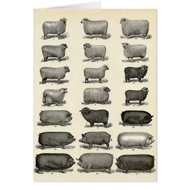 Victorian Etching of Pigs & Sheep (Front)