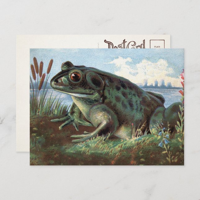 Victorian Frog Art Postcard  (Front/Back)