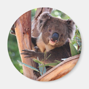 Victorian Koala Magnet