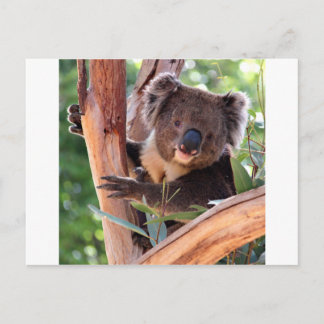 Victorian Koala Postcard