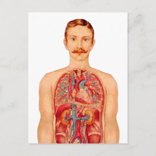 Victorian Medical Illustration Internal Organs Postcard