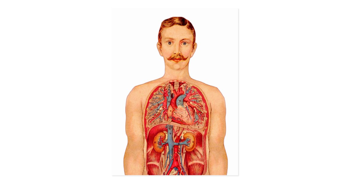 Victorian Medical Illustration Internal Organs Postcard ...