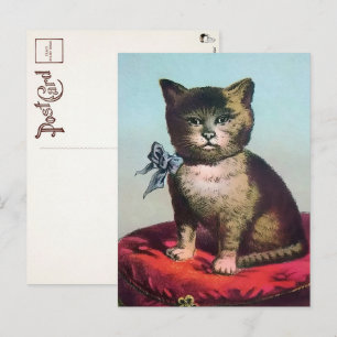 Victorian Odd Cat Postcard