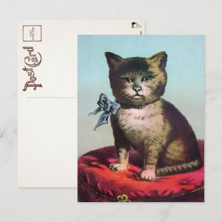 Victorian Odd Cat Postcard