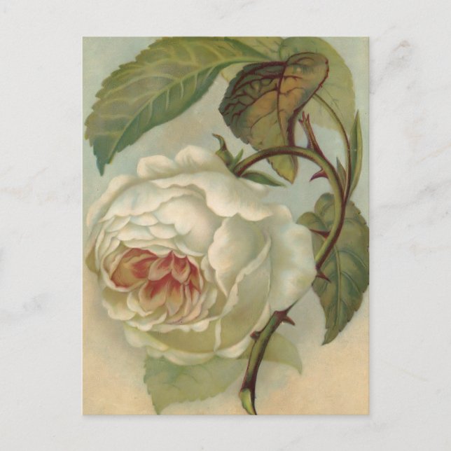 Victorian Rose Postcard Illustration (Front)