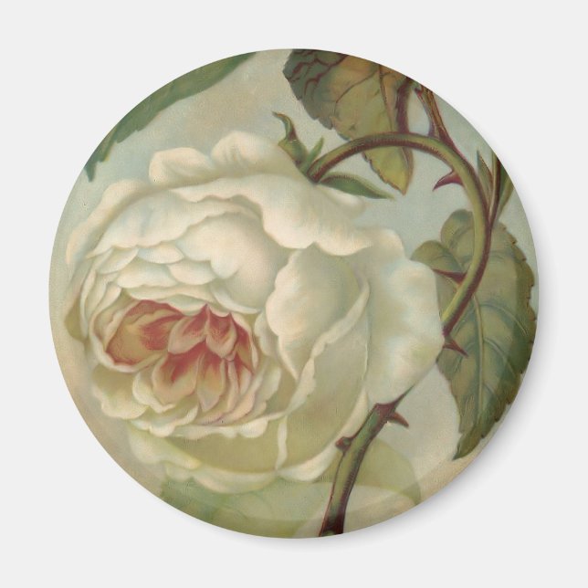 Victorian Rose Postcard Illustration Magnet (Front)