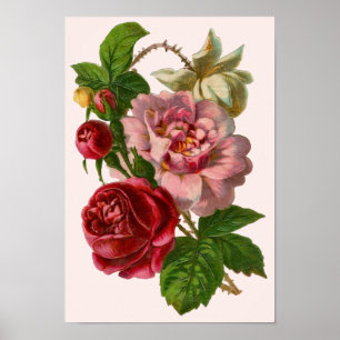 Victorian Roses Poster