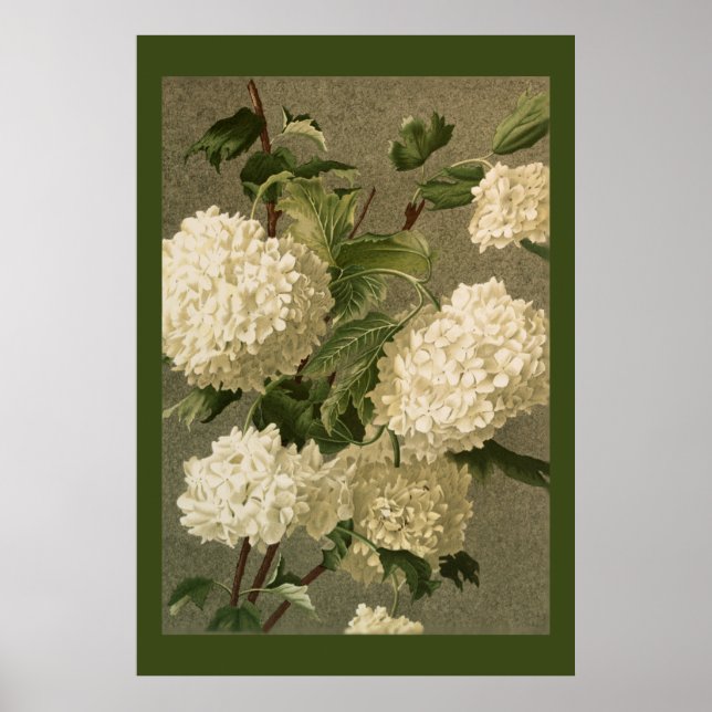 Victorian Style White Hydrangea Flowers Poster (Front)