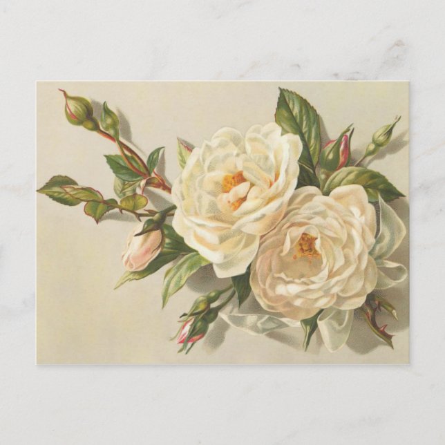 Victorian Vintage Creamy White Roses Bouquet Postcard (Front)