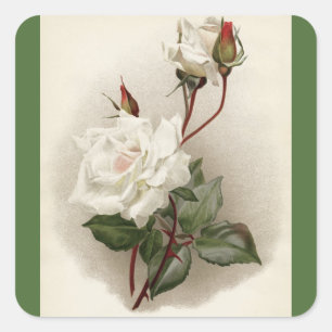 Victorian White Roses Green Square Sticker