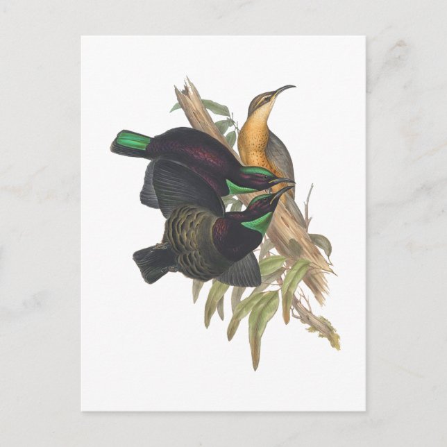 Victoria's Rifle Bird Postcard (Front)