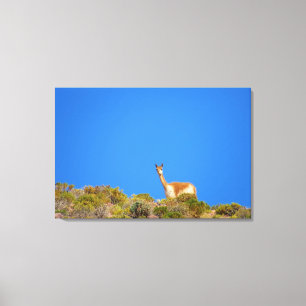 vicuña blue canvas print