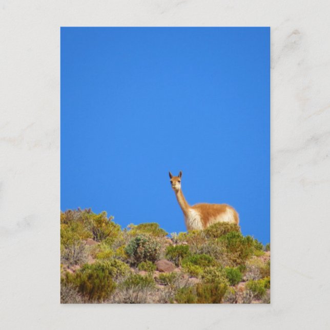 vicuña camelid blue postcard (Front)